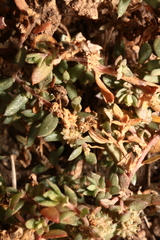 Atriplex pentandra