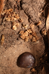 Atriplex pentandra