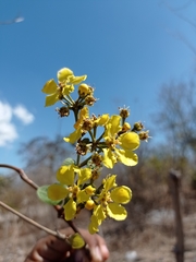 Stigmaphyllon selerianum