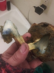 Fungi