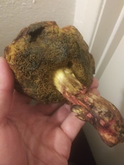 Fungi