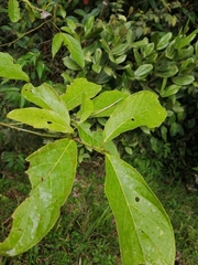 Nectandra acutifolia