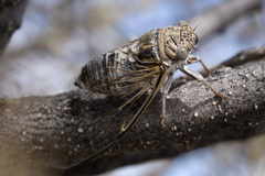 Diceroprocta eugraphica