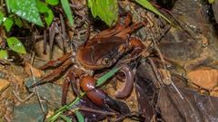 Barytelphusa cunicularis