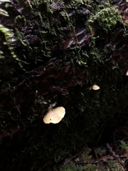 Antrodiella citrinella