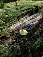 Antrodiella citrinella