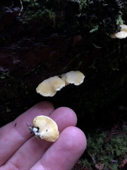 Antrodiella citrinella