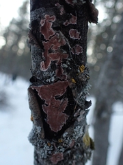 Peniophora polygonia