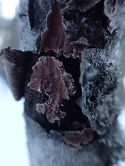 Peniophora polygonia