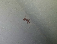 Hemidactylus mabouia