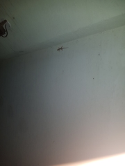 Hemidactylus mabouia