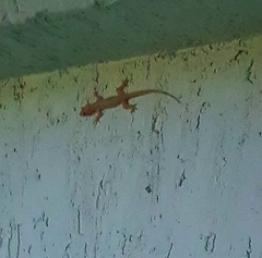 Hemidactylus mabouia