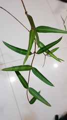 Gymnanthera oblonga