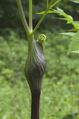 Angelica dahurica