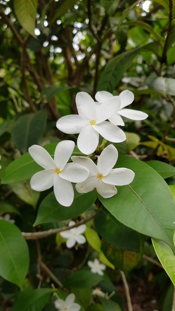 Kopsia pauciflora
