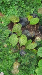 Begonia chloroneura