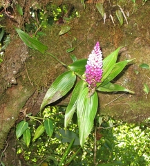 Elleanthus glaucophyllus