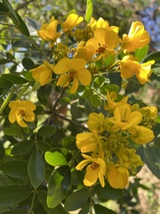 Senna racemosa