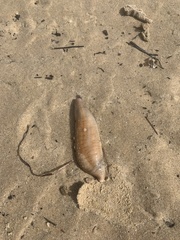 Paracaudina australis