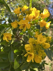 Senna racemosa