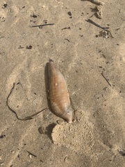 Paracaudina australis