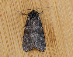 Eurois nigra