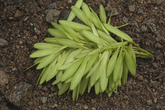 Fraxinus mandshurica