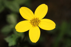 Bidens ostruthioides