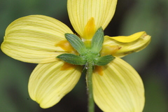 Bidens ostruthioides