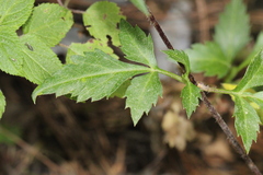 Bidens ostruthioides