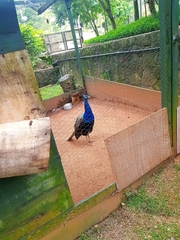 Pavo cristatus