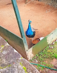 Pavo cristatus