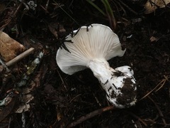 Hygrophorus ponderatus