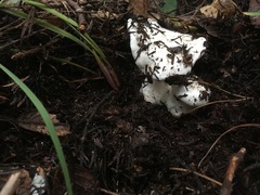 Hygrophorus ponderatus