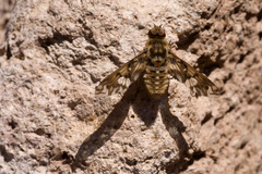 Poecilanthrax poecilogaster