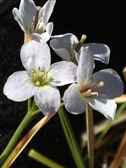 Cardamine polemonioides