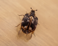 Anthrenus picturatus