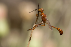 Ammophila wrightii