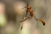 Ammophila wrightii - Photo no rights reserved, uploaded by Patrick Alexander