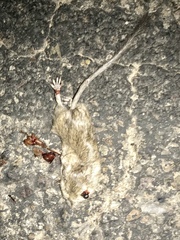Chaetodipus hispidus