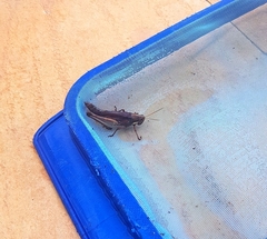 Schistocerca flavofasciata