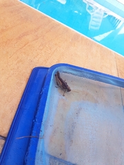 Schistocerca flavofasciata