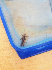 Schistocerca flavofasciata