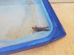 Schistocerca flavofasciata