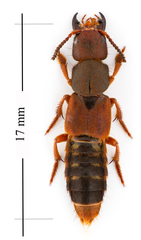 Platydracus immaculatus