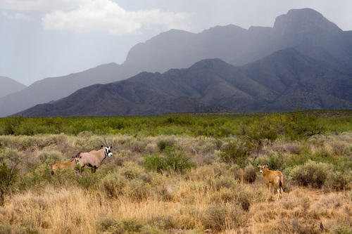 Oryx gazella