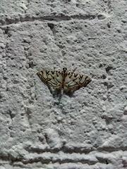 Conchylodes aquaticalis