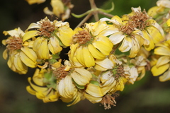 Rumfordia floribunda