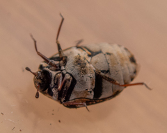 Anthrenus picturatus