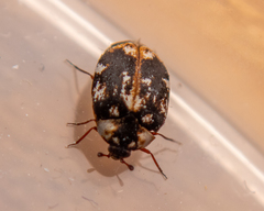 Anthrenus picturatus